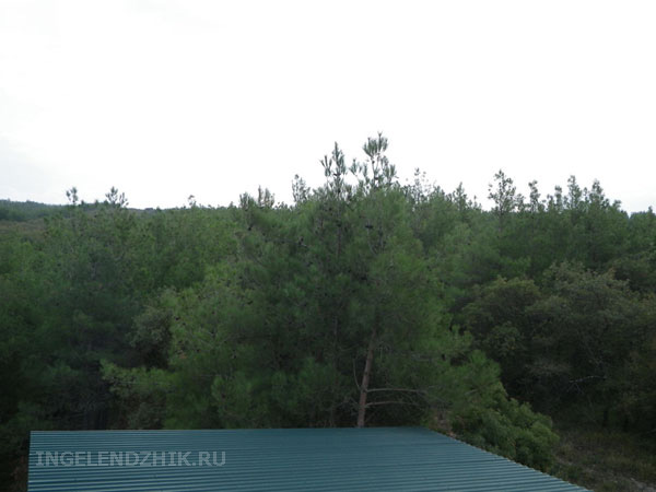 Gelendzhik private sector. Photo of the view from the window on the forest