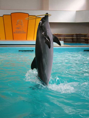 Photo of the Gelendzhik Dolphinarium